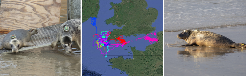Pup Season Closes with Exciting Insights : Cornish Seal Sanctuary Tracks Young Seals in the Wild