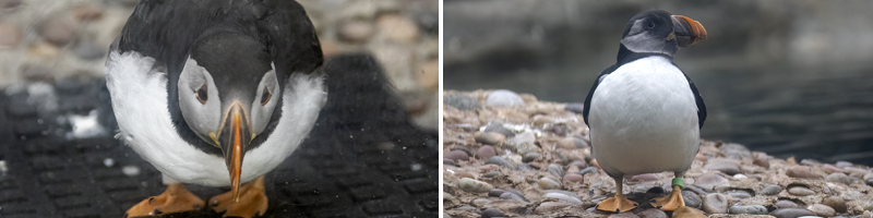 A RARE GLIMPSE OF WINTER PUFFIN PLUMAGE AT THE CORNISH SEAL SANCTUARY
