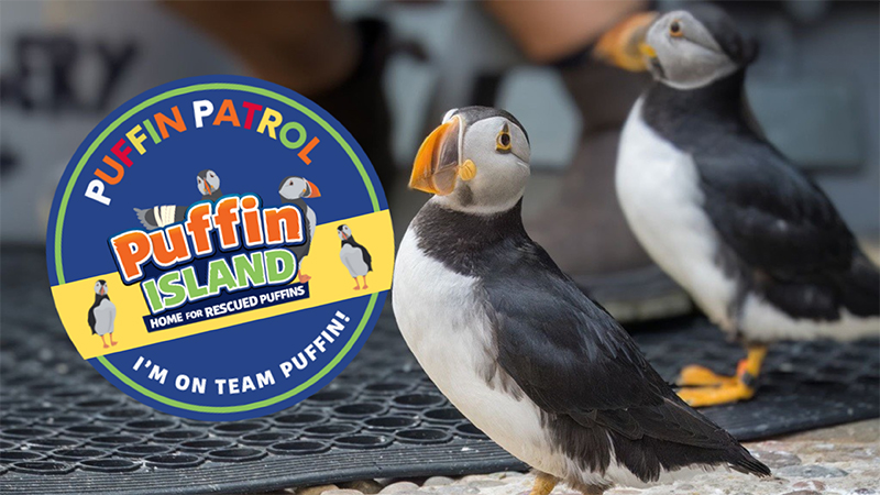 Join the Puffin Patrol this May School Half-Term