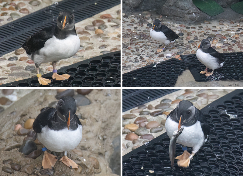 Puffins