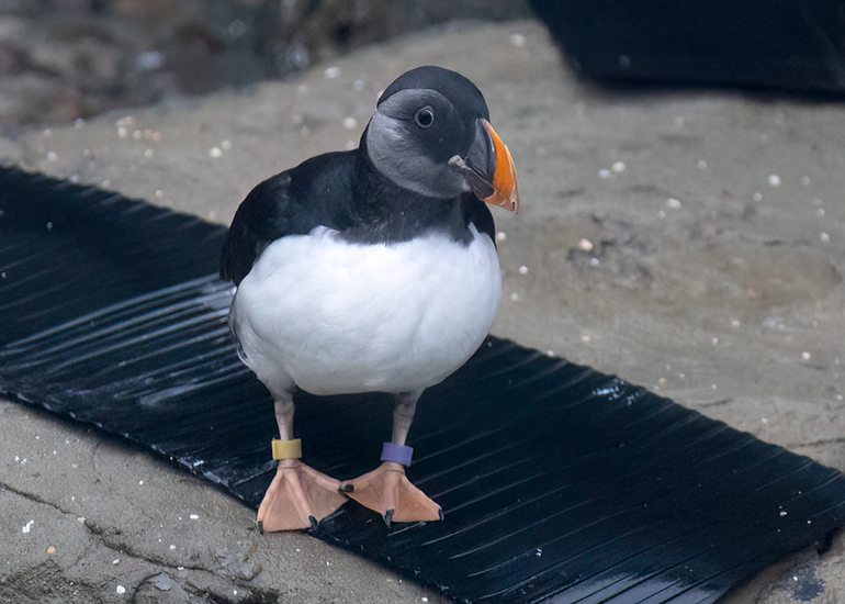 Puffins