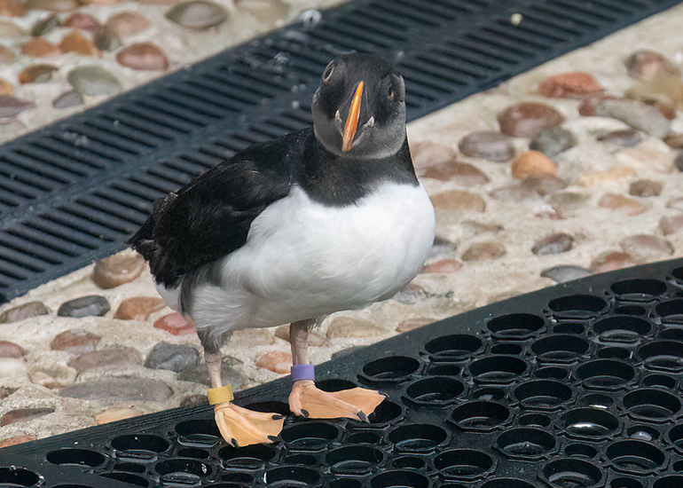 Puffins