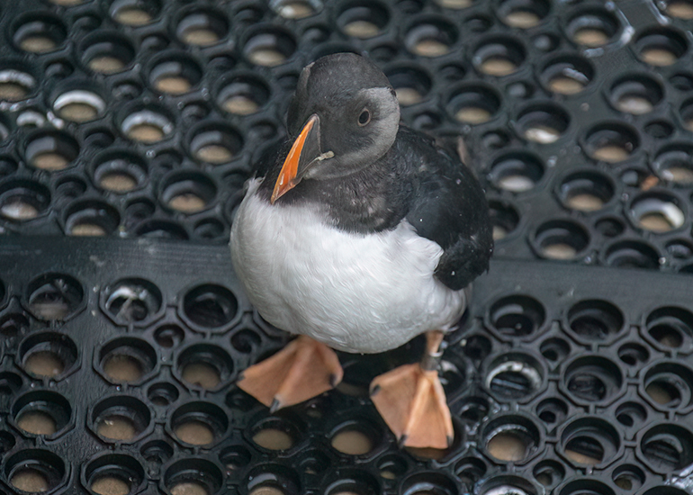 Puffins