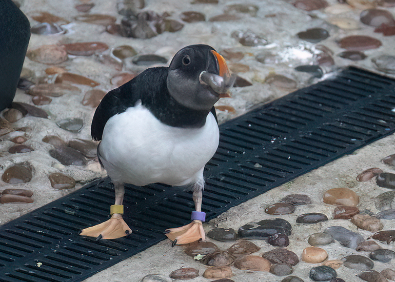 Puffins
