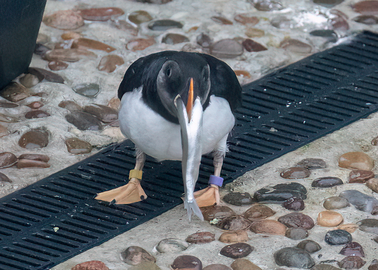 Puffins