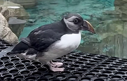 Welcome the new Puffin, Cliff, in December 2024