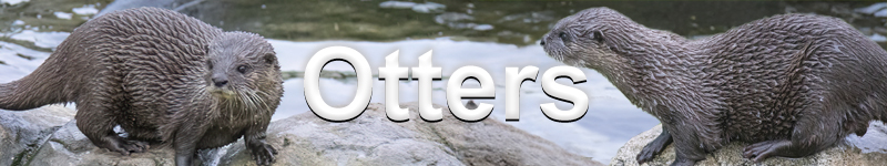 Otters banner