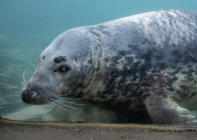 Resident Seals