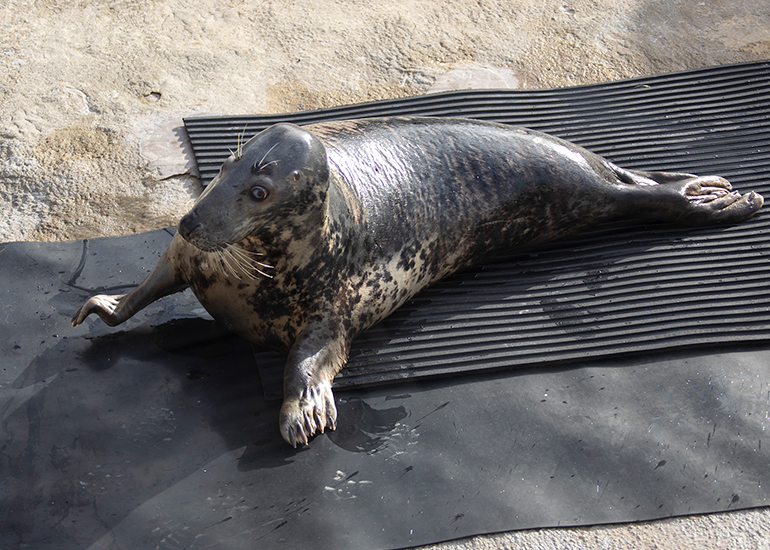 Resident Seals