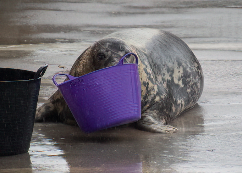 Resident Seals