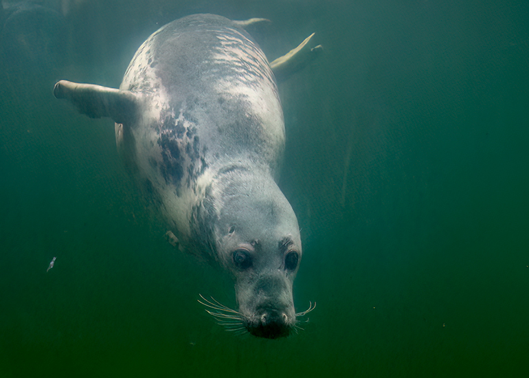 Resident Seals