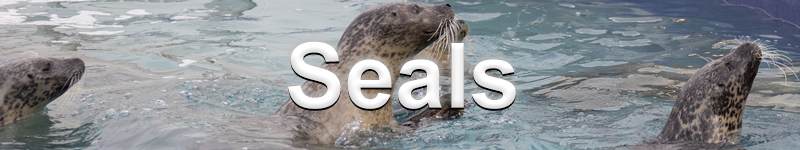 Seals banner