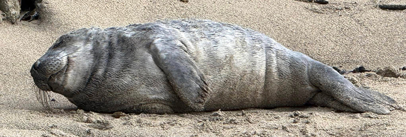 Roach Bug - Photo Credit - Chris Webber - BDMLR