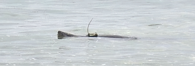 Photo Credit - George Tyrone Deacon - BDMLR