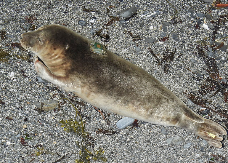 Roach Bug - Photo Credit - Sue Sayer MBE - Seal Research Trust