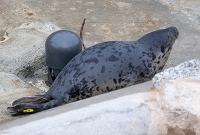 Sand Hopper