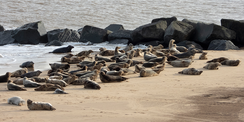 Seal haul out - resting