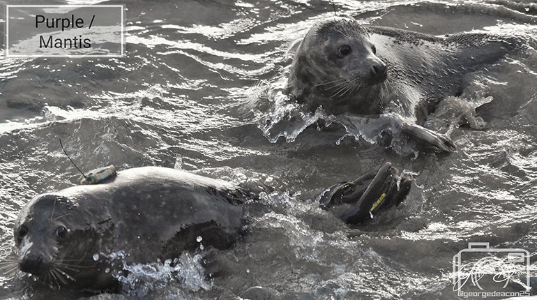 Seal Release - 7th February 2025 - Photo Credit : George Tyrone Deacon - BDMLR