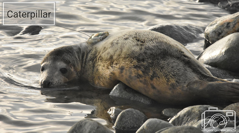 Seal Release - 7th February 2025