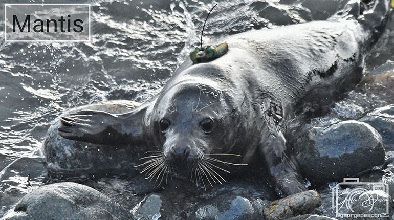 Seal Release - 7th February 2025 - Photo Credit : George Tyrone Deacon -BDMLR