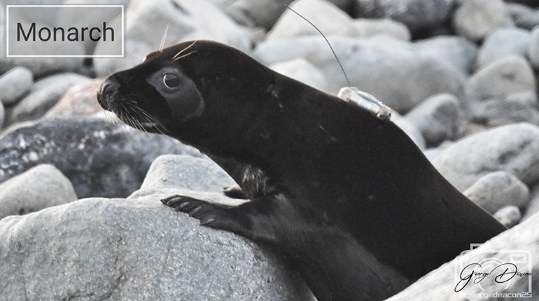 Seal Release - 7th February 2025 - Photo Credit : George Tyrone Deacon - BDMLR