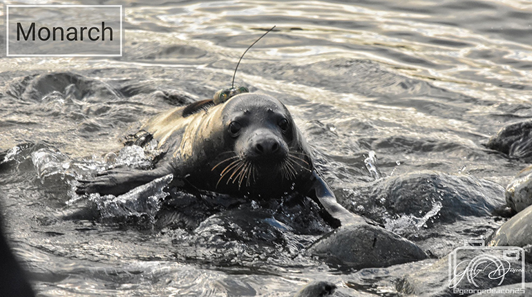 Seal Release - 7th February 2025 - Photo Credit : George Tyrone Deacon - BDMLR