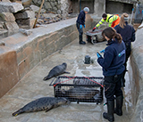 Seal Release - 2nd January 2026