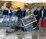 Seal Release - 2nd January 2026