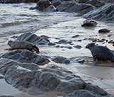 Seal Release - 2nd January 2026