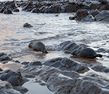 Seal Release - 2nd January 2026