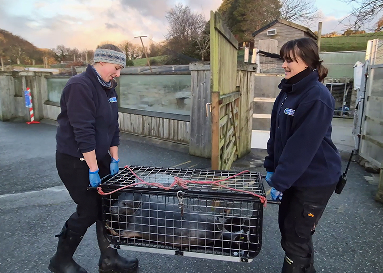 Seal Release - 2nd January 2026