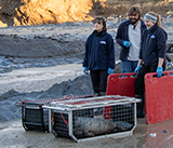 Seal Release - 2nd January 2026