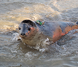 Seal Release - 3rd December 2024