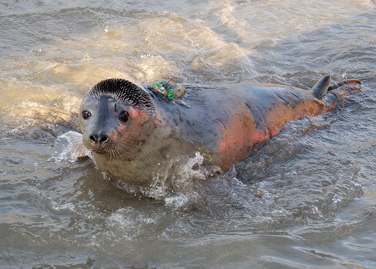 Seal Release - 3rd December 2024