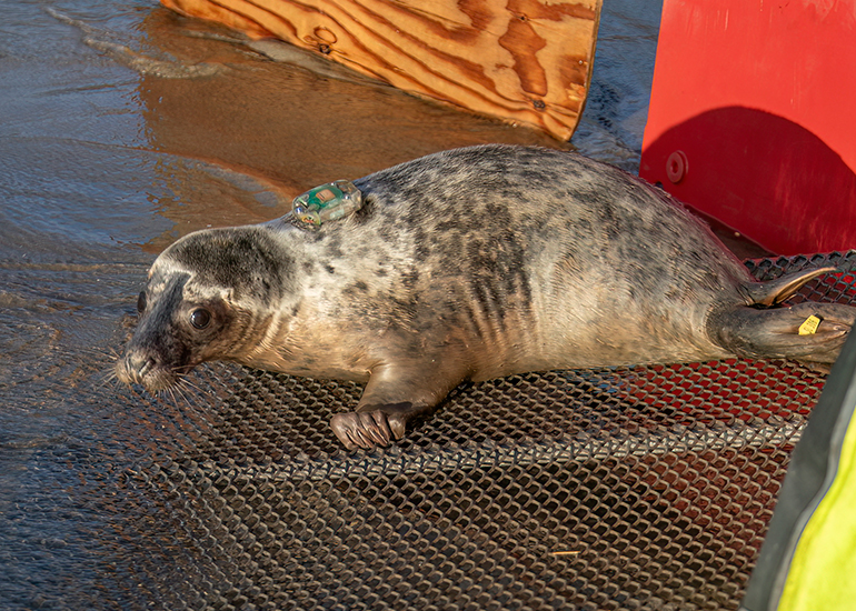 Seal Release - 3rd December 2024