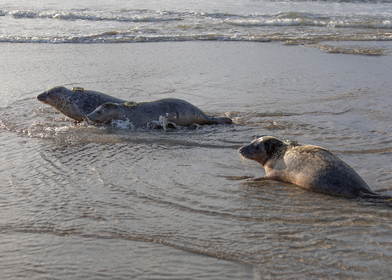 Seal Release - 3rd December 2024