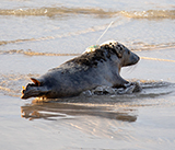 Seal Release - 3rd December 2024