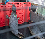 Seal Release - 3rd December 2024