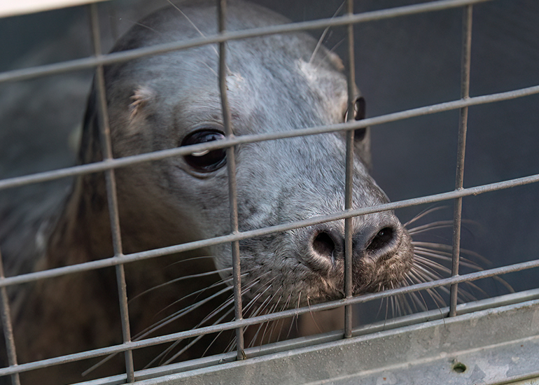 Seal Release - 3rd December 2024