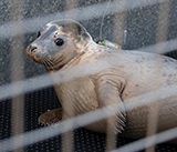 Seal Release - 3rd December 2024