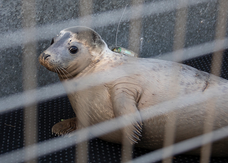Seal Release - 3rd December 2024