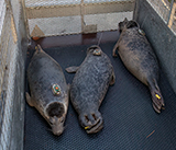 Seal Release - 3rd December 2024