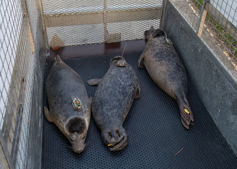 Seal Release - 3rd December 2024