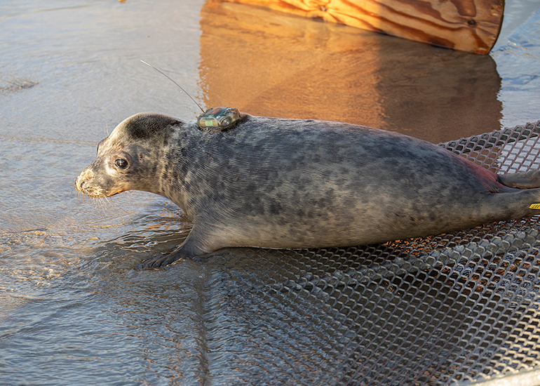 Seal Release - 3rd December 2024