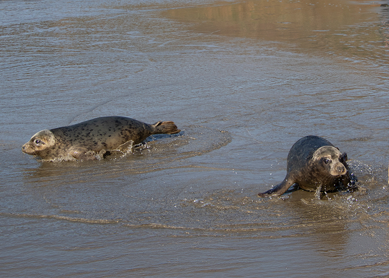 Seal Release - 4th March 2026