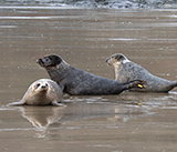 Seal Release - 5th  March 2026