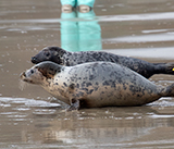 Seal Release - 5th  March 2026