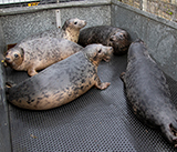 Seal Release - 5th  March 2026