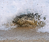 Seal Release - 6th August  2025