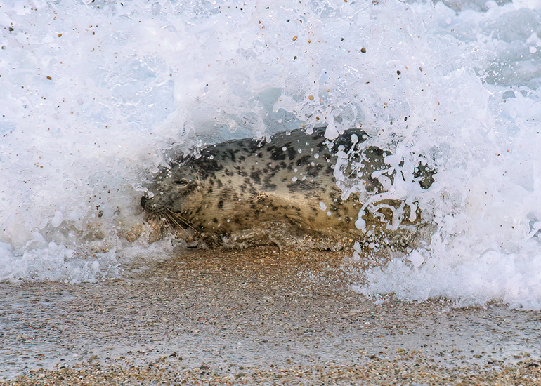 Seal Release - 6th August 2025